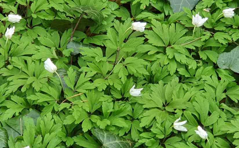 Waldbaden (japanisch Shinrin&nbsp;Yoku)