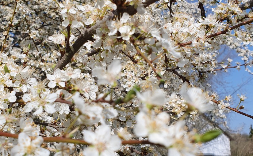 Frisches Grün und erste&nbsp;Blüten