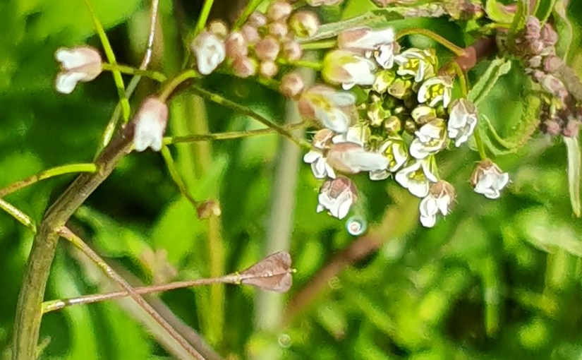 Hirtentäschel (Capsella, Bursa-Pastoris)&nbsp;Kreuzblütler
