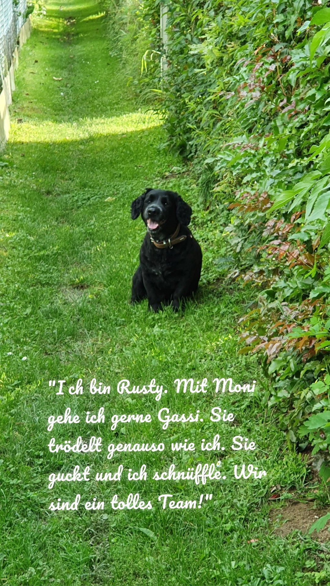 "Ich bin Rusty. Mit Moni gehe ich gerne Gassi. Sie trödelt genauso wie ich. Sie guckt und ich schnüffle. Wir sind ein tolles Team!"