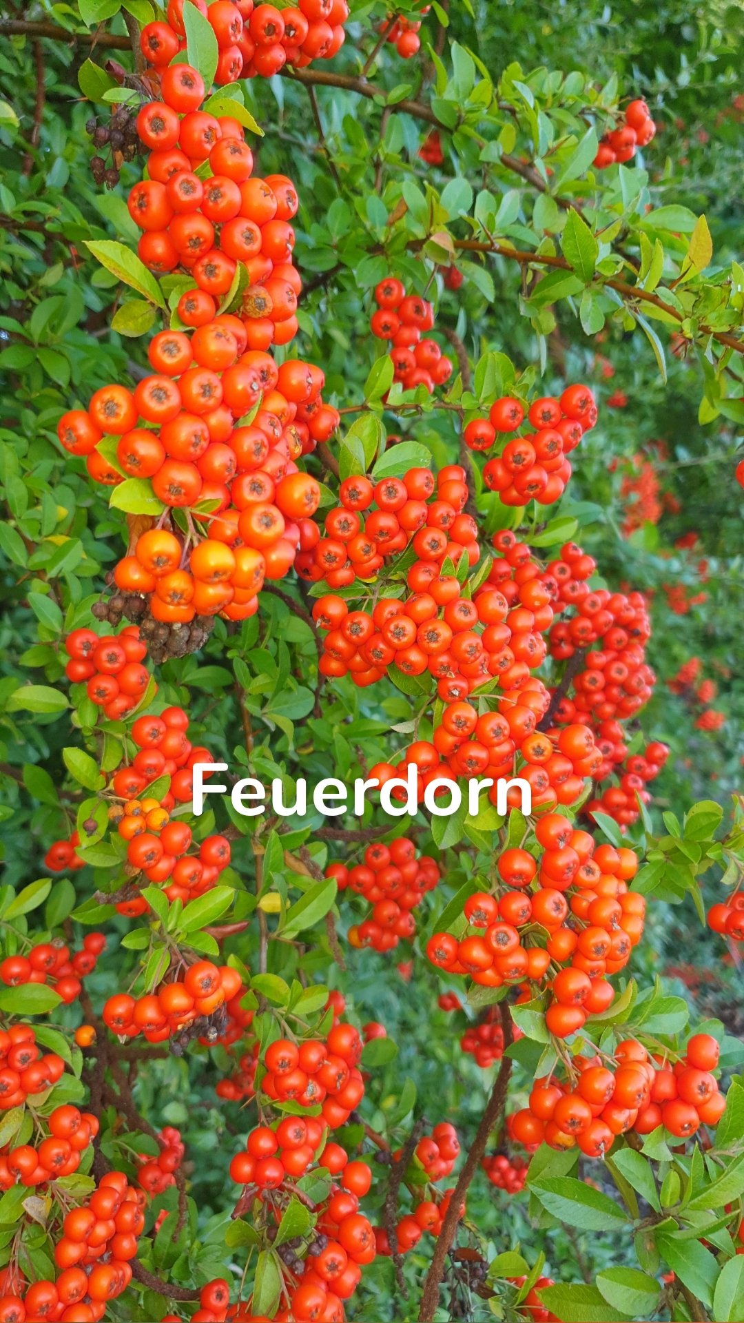 Feuerdorn 
