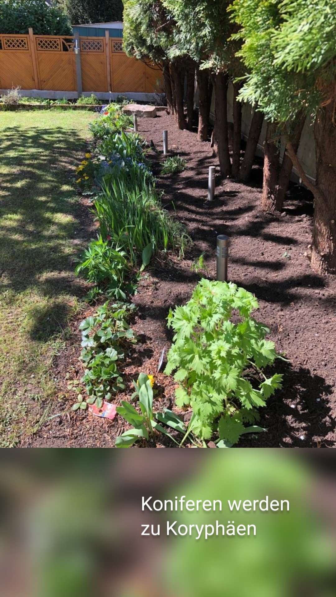 Koniferen werden 
zu Koryphäen