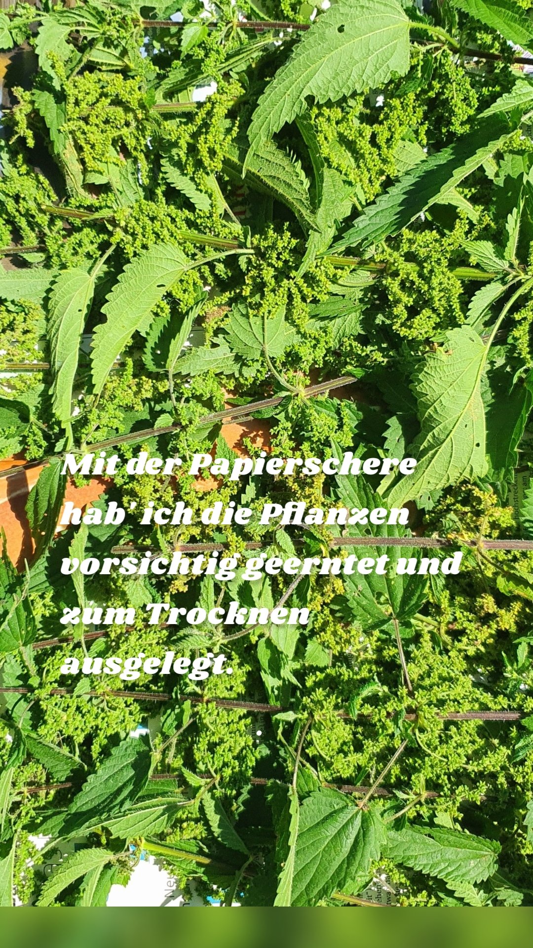 .
 Mit der Papierschere hab' ich die Pflanzen vorsichtig geerntet und zum Trocknen ausgelegt.